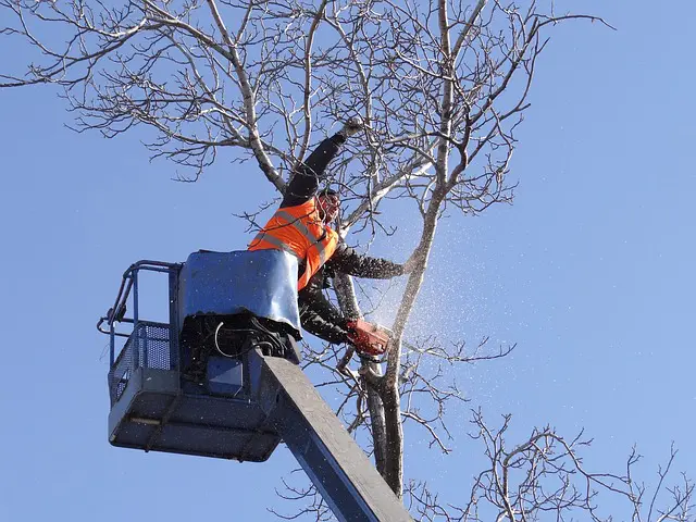 Tree Trimming Removal